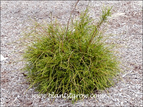 Filiformis Arborvitae (Thuja occidentalis Filiformis)